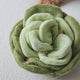 Snuffle Cabbage